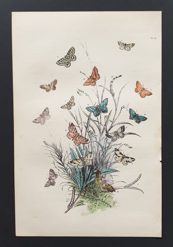 The Clouded Border Moth and others - Original hand coloured 1860 print