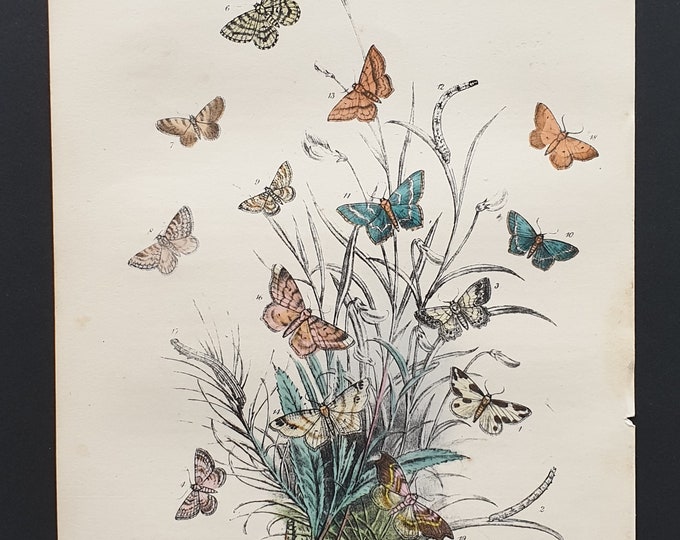 The Clouded Border Moth and others - Original hand coloured 1860 print