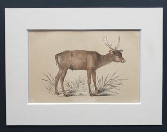 The Wapiti - Original 1851 John Tallis woodblock print
