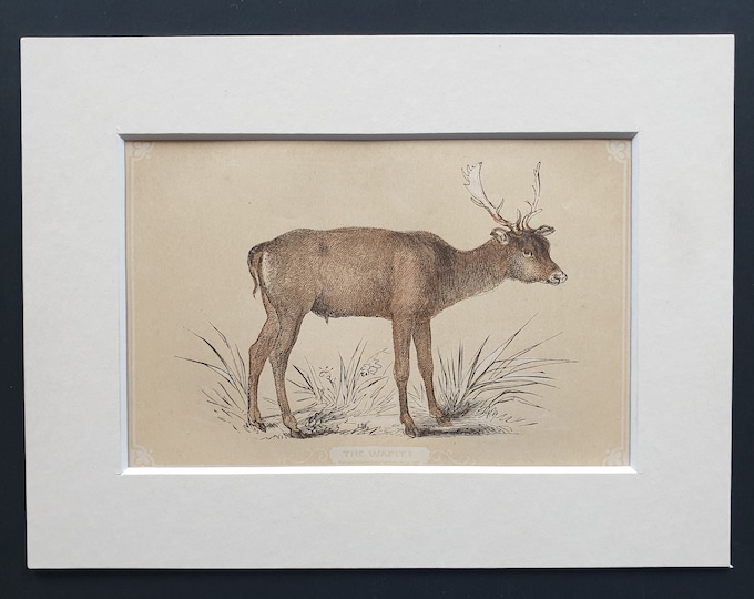 The Wapiti - Original 1851 John Tallis woodblock print