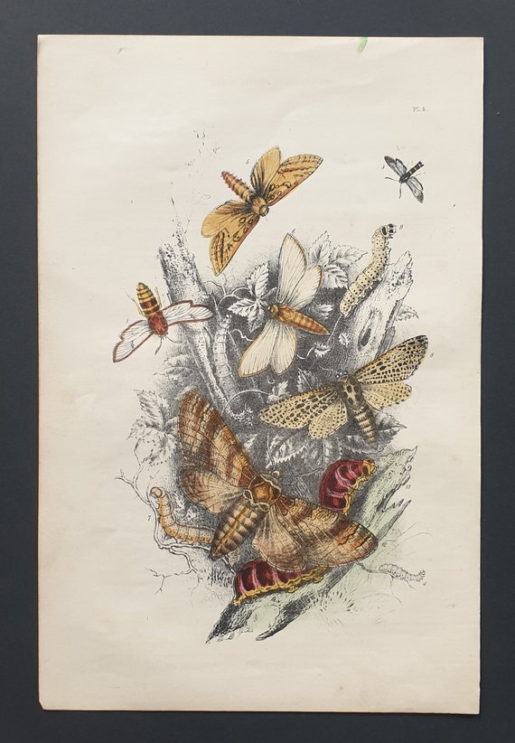 Hornet Moths and others - Original hand coloured 1860 print