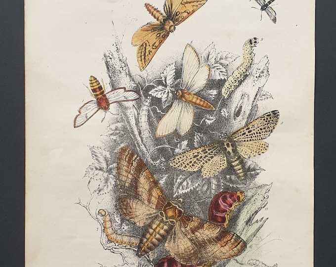 Hornet Moths and others - Original hand coloured 1860 print