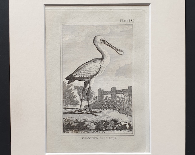 The White Spoonbill -  Original 1812 Buffon print in mount (185)