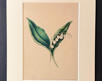 The Lily Of The Valley - Original 1840 Hand Coloured Print