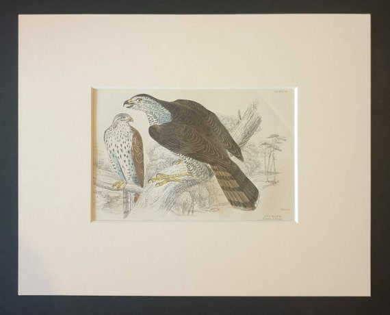 Original c1840 hand coloured bird print in mount - Gos Hawk