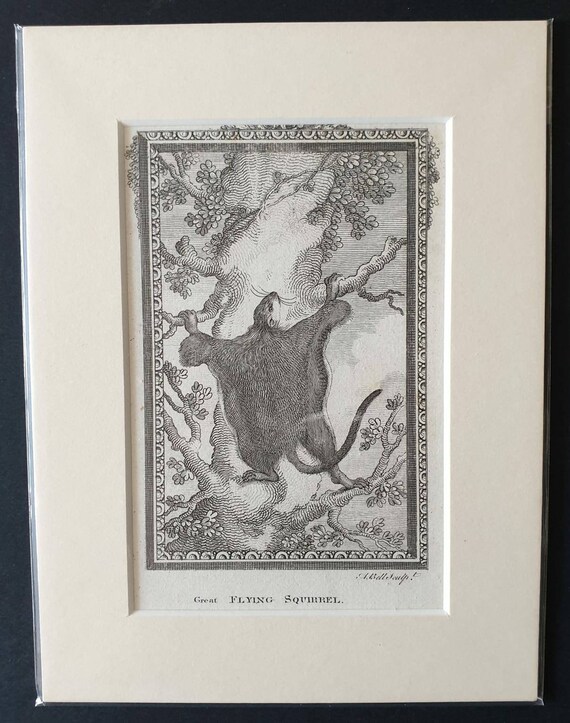 Original 1792 Buffon print - Great Flying Squirrel