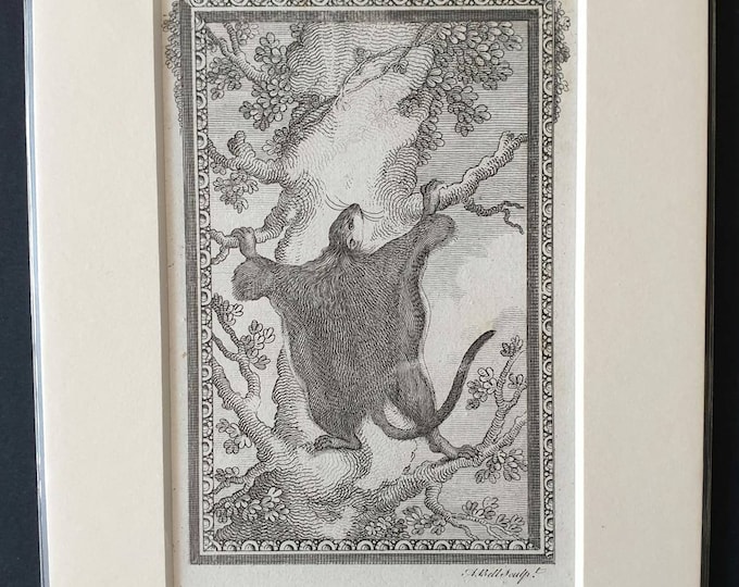 Original 1792 Buffon print - Great Flying Squirrel
