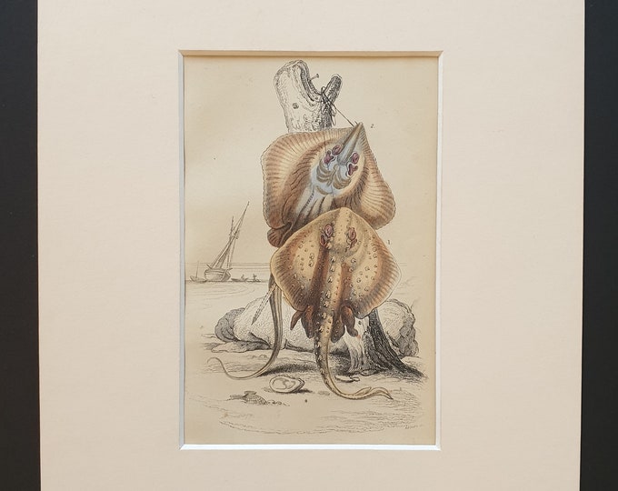 The Starry Ray, The Sting Ray - Original c1860 hand coloured fish print in mount