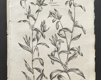 Common and Field Cromwell - Original 1802 Culpeper engraving (38)