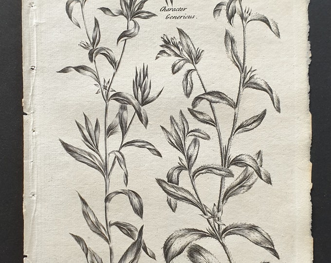 Common and Field Cromwell - Original 1802 Culpeper engraving (38)