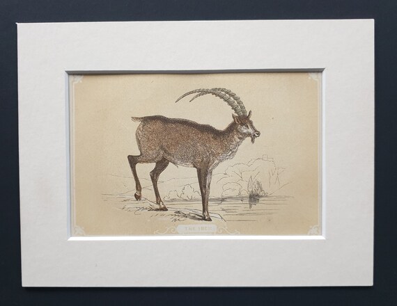 The Ibex - Original 1851 John Tallis woodblock print