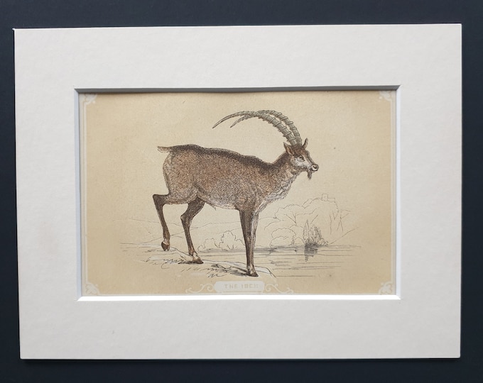 The Ibex - Original 1851 John Tallis woodblock print