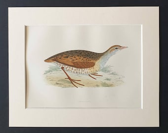 Land Rail - Original 1891 hand coloured bird print in mount