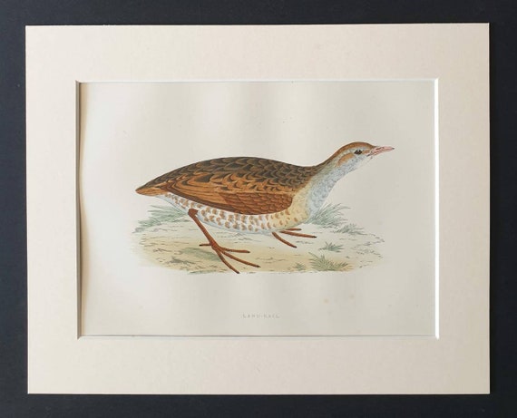 Original 1891 hand coloured bird print in mount - Land Rail