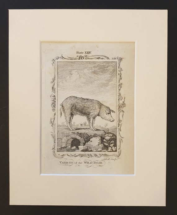 Variety of Wild Boar - Original 1791 Buffon print in mount