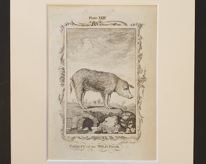 Variety of Wild Boar - Original 1791 Buffon print in mount