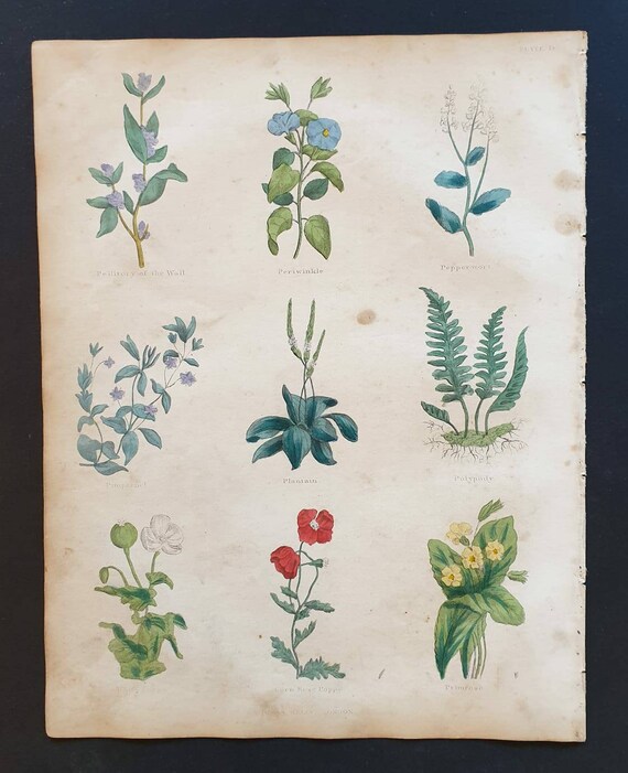 Original hand coloured 1850 Nicholas Culpeper herbal print - Plate 15