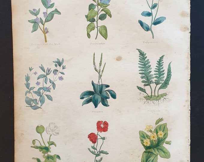 Original hand coloured 1850 Nicholas Culpeper herbal print - Plate 15