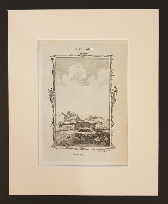 Roselet - Original 1791 Buffon print in mount