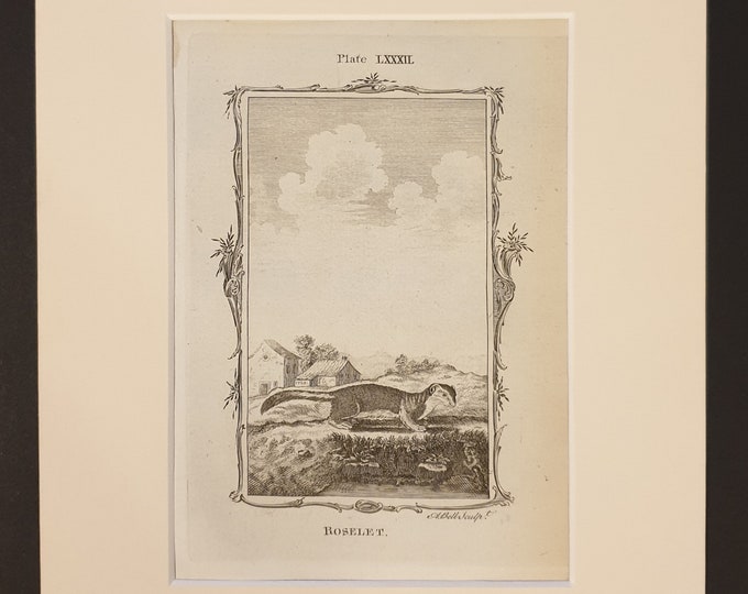 Roselet - Original 1791 Buffon print in mount