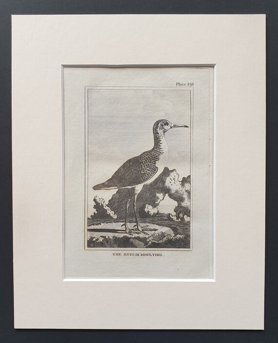 The Ruff in Moulting -  Original 1812 Buffon print in mount (191)