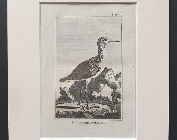 The Ruff in Moulting -  Original 1812 Buffon print in mount (191)