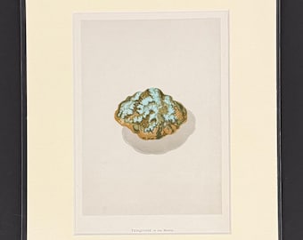 Turquoise in the Matrix - Original 1892 Antique Precious Stones & Gems Print