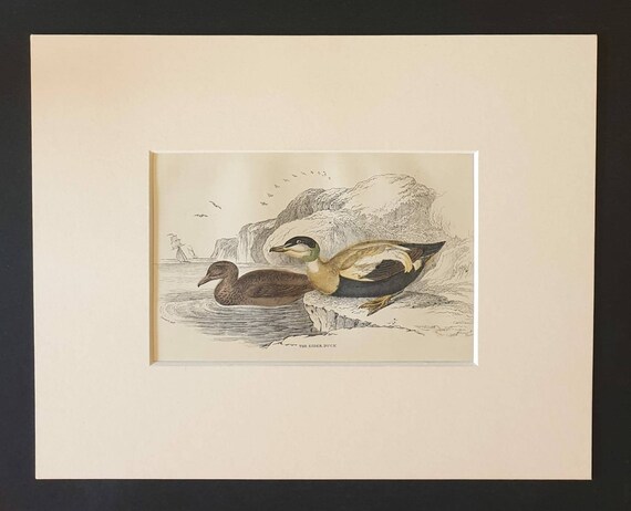 Original c1840 hand coloured bird print in mount - The Eider Duck