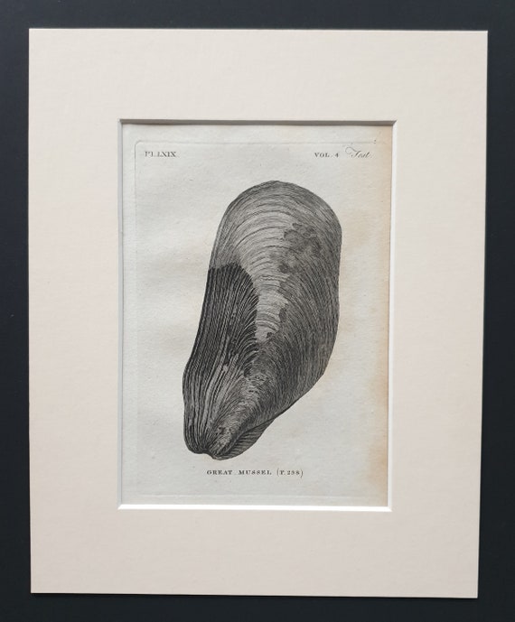 Great Mussel (Bivalves) - Original 1812 British Zoology print
