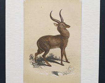 The Antelope - Original 1851 John Tallis woodblock print