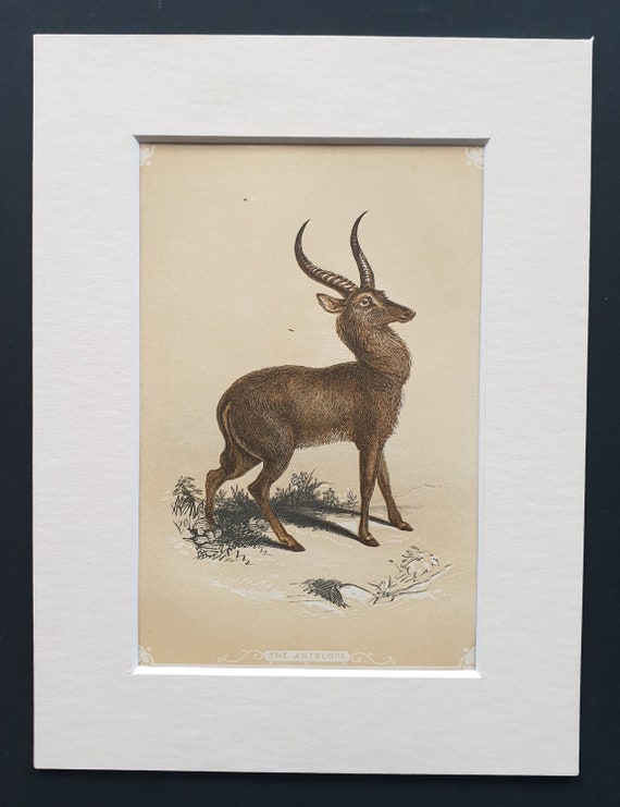 The Antelope - Original 1851 John Tallis woodblock print