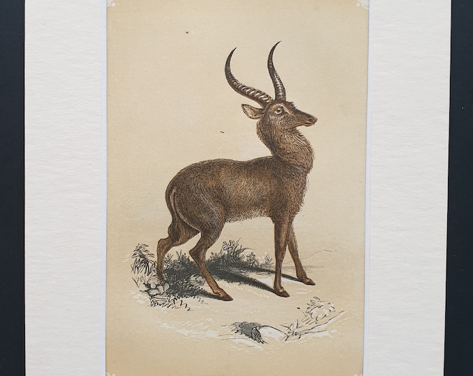 The Antelope - Original 1851 John Tallis woodblock print