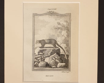 Kincajou - Original 1791 Buffon print in mount