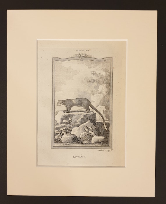 Kincajou - Original 1791 Buffon print in mount