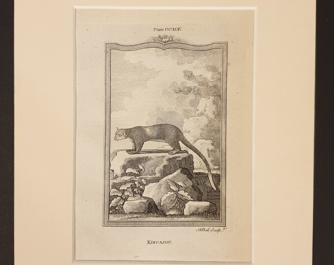 Kincajou - Original 1791 Buffon print in mount