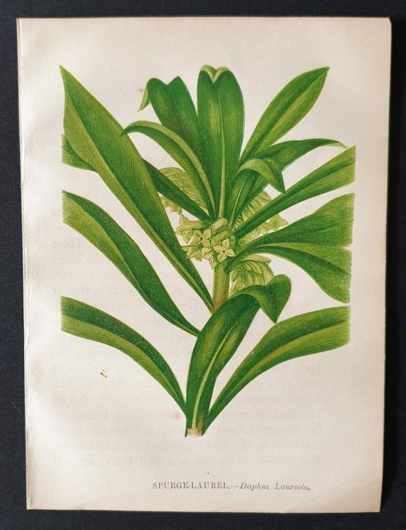 Original 1857 poisonous plant print - Spurge Laurel