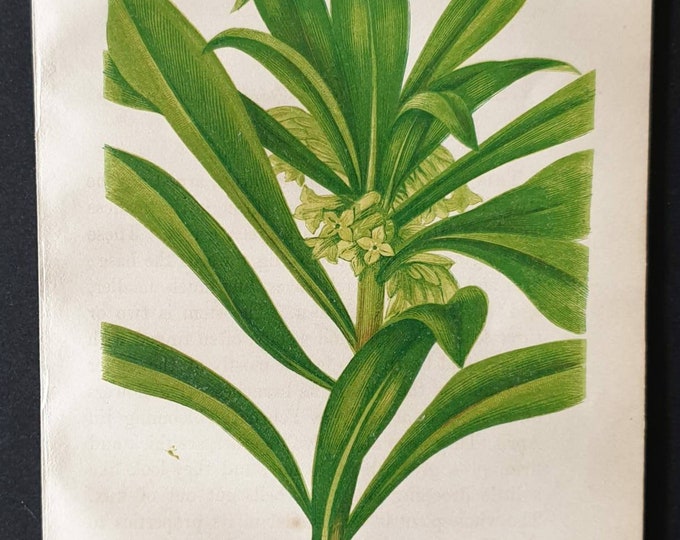 Original 1857 poisonous plant print - Spurge Laurel