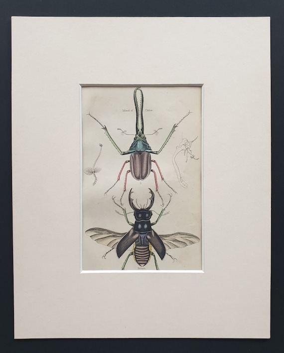 Stag Beetles - Original c1860 hand coloured beetle print in mount