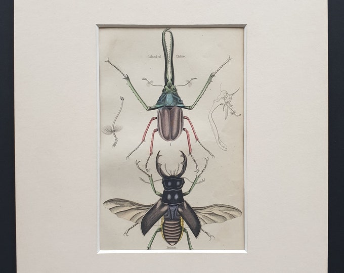 Stag Beetles - Original c1860 hand coloured beetle print in mount