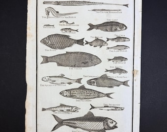 Fishes - Original c1785 Antique Print