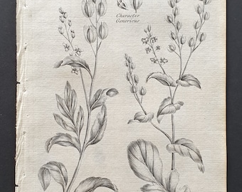 Common and Downy Treacle Mustard - Original 1802 Culpeper engraving (104)