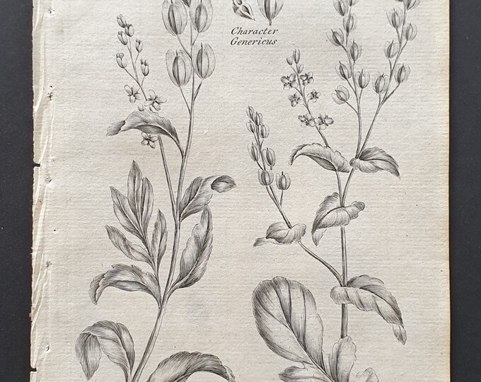 Common and Downy Treacle Mustard - Original 1802 Culpeper engraving (104)