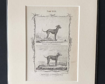 Naked or Turkish Dog / Mongrel or Turkish Dog - Original 1791 Buffon print in mount