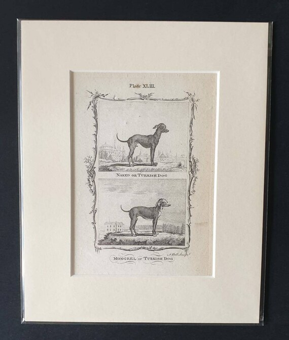Original 1791 Buffon print in mount - Naked or Turkish Dog/ Mongrel of Turkish Dog