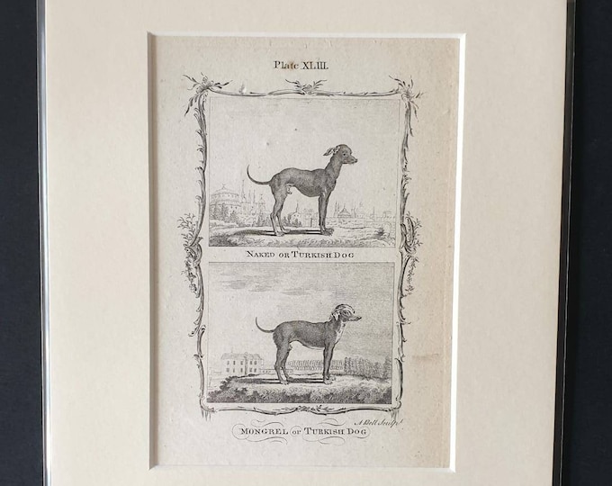 Original 1791 Buffon print in mount - Naked or Turkish Dog/ Mongrel of Turkish Dog