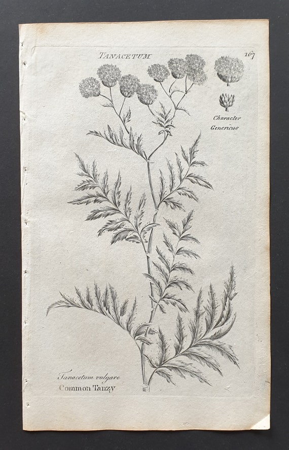 Common Tansy - Original 1802 Culpeper engraving (167)