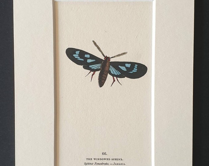 The Widowed Sphinx - Original 1832 hand coloured butterfly print in mount (66)