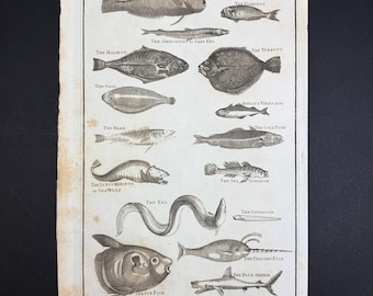 Fishes - Original c1785 Antique Print