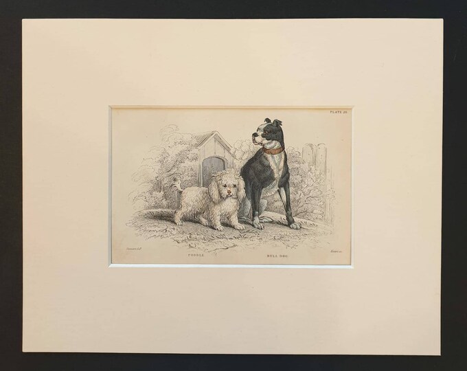 Original 1840 hand coloured mammalia print in mount - Poodle and Bulldog