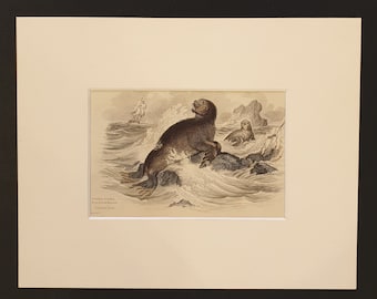 The Sea Bear - Original 1839 hand coloured print in mount